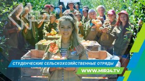 Как студенческие отряды помогают повышать надои и собирать урожай?