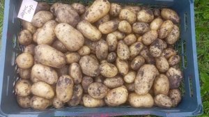 Марис Пир. Сорт картофеля для гурманов)) 2025 год.