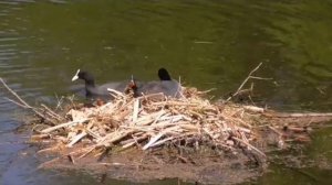 Первые птенчики лысух.  Лысуха на гнезде.