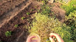 Сбор семян салата