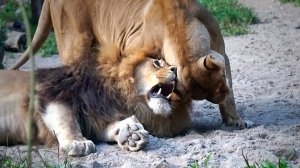 Львица Найтирия достала льва Ричарда и он ласково показал ей зубки.