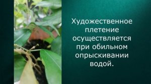 Фокусы с фикусами_2