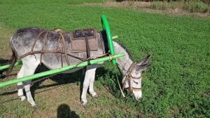 Вожу траву на Мальчике