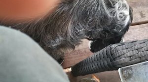 СОЧИ ГОРНОЕ ЛОО УТРО 22.08.2025