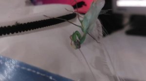 Богомольчик просился погулять