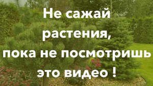 Не сажай растения, пока не посмотришь это видео! #Сад #Сосна #Посадка