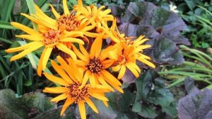 Как цветет бузульник зубчатый в августе 2025 г и его главный секрет