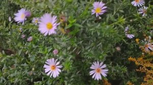 Лордотакси 😎Гуляем 🥰Новая кофточка у Псына Лорда 🐶Уже чувствуется осень ☘️Природа🌸