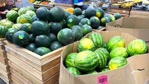 «Чёрный принц» или «Яйцо дракона» - какие арбузы выбирают югорчане