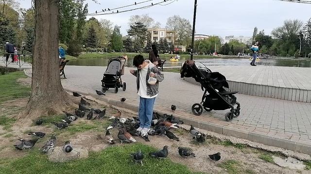 Голуби