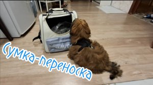 Сумка-переноска Hello Cat: Идеальный комфорт для Ваших питомцев! Обзор. Цена. Отзыв. 2025