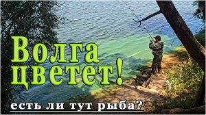 Волга в середине августа. Что с рекой, есть ли тут рыба?