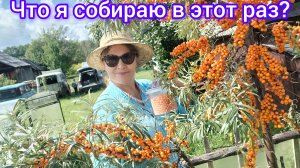 Какой  урожай  радует нас в этот раз 😁😍🤩