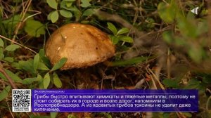 ДАЙДЖЕСТ «СЕВЕРНОГО ГОРОДА»,22.08.2025