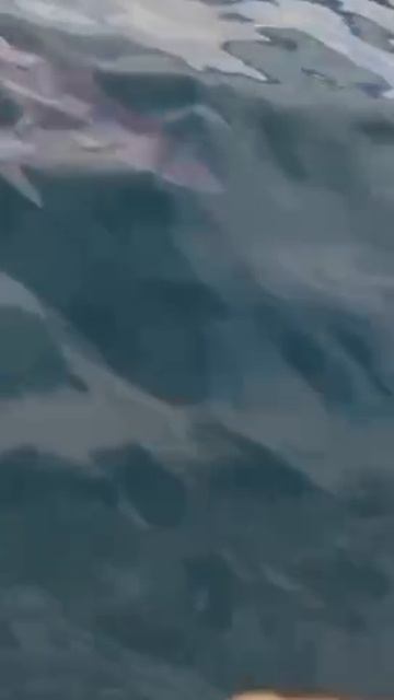 И снова акула возле Владивостока смотреть онлайн