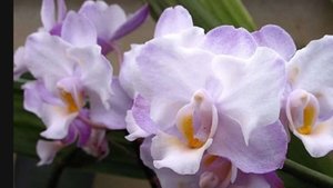 П-19. Ч-2. Орхидея Doritaenopsis Liu's Sakura. Пересадка после получения.