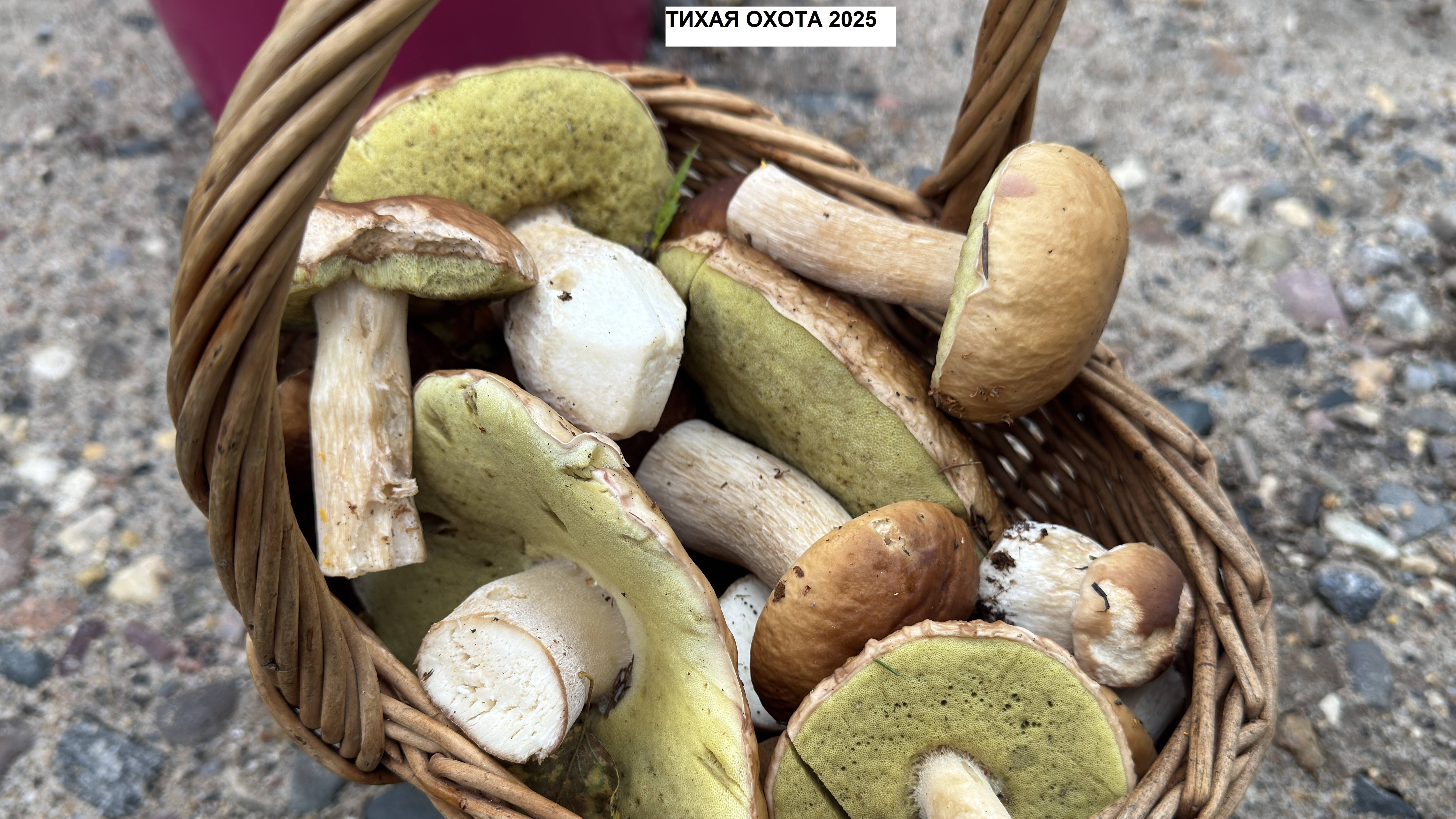 Тихая охота. Нарезка сбора грибов)))) смотреть онлайн