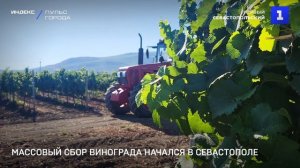 Массовый сбор винограда начался в Севастополе
