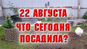 22 августа. Посадила 10 лилейников и рододендрон