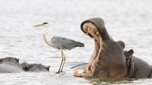 СМЕШНЫЕ ВИДЕОПРИКОЛЫ |Смешные моменты с животными |Я РЖАЛ ДО СЛЕЗ|ПОДБОРКА ПРИКОЛОВ