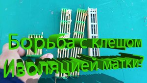 Поздняя изоляция матки: метод борьбы с варроатозом?