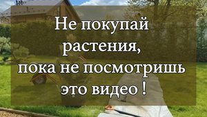 Как выбрать и посадить дерево правильно? Ошибки садовых центров ! #Сад #Газон #ПосадкаДеревьев