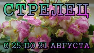 СТРЕЛЕЦ таро прогноз на неделю с 25 по 31 АВГУСТА 2025 года.