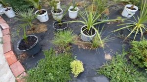 Пальма Хамеропс приземистый