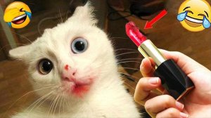 Забавные животные Смешные собаки и кошки видео 2025 😸 🐱🐶🦜 Любимая кошка 😻Приколы с котами
