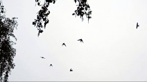 Звуки Природы (Пение Птиц)