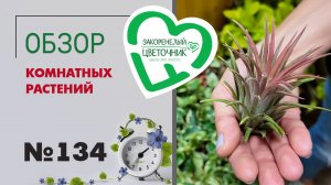 Обзор растений: пальмы, алоказия Жаклин, эпипремнумы, хойи, фикусы, папоротники и тилландсии №134