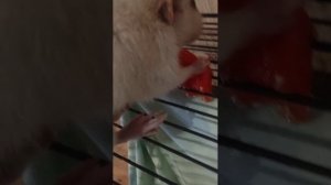 кормлю крыс