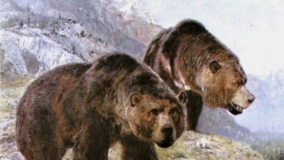 The Cave Bear