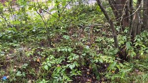 Это было вчера.
Московская область.