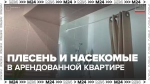 Блогер пожаловался на плесень и насекомых в арендованной комнате в Москве - Москва 24