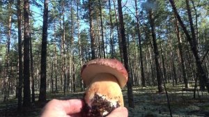 пошли белые грибы