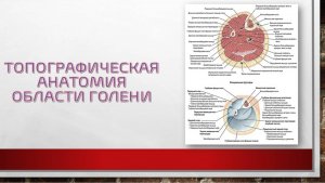 ТОПОГРАФИЧЕСКАЯ АНАТОМИЯ ОБЛАСТИ ГОЛЕНИ