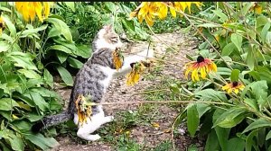 😺Гостям всегда рады. Любопытный, любознательный котёнок😺