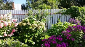 Опять гортензии