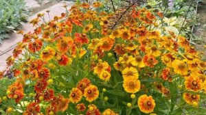 ХОСТЫ В МОЕМ САДУ/СЕРЕДИНА АВГУСТА