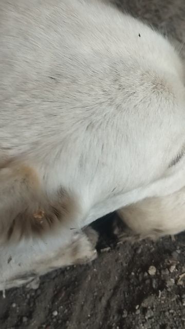 как у белки завелись блохи.mp4