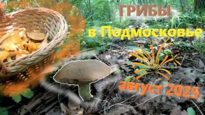 ГРИБЫ на юге Подмосковье в середине августа 2025!!! ЛИСИЧКИ в августе 2025. Какие грибы есть в лесу?