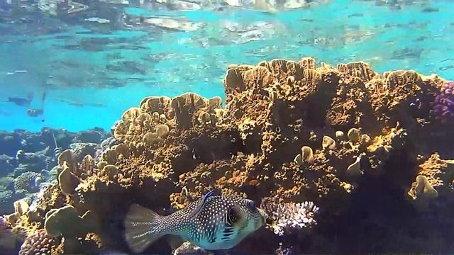 Шарм Эль Шейх подводный мир смотреть онлайн