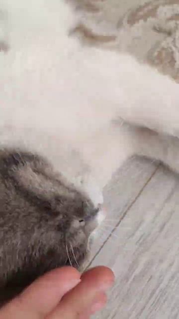 милашка #funny #memes #shortsvideo #shorts #video #meme #cutecat смотреть онлайн