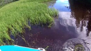 Рыбалка на Паруте 11.08.2025