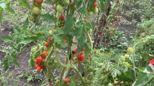 IMG_8903 После сбора урожая, ботва еще зеленная.