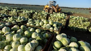 Сезонная подработка по сбору урожая стартовала в Беларуси