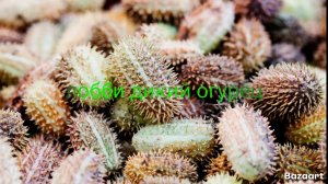 Лобби мем Дикий огурец