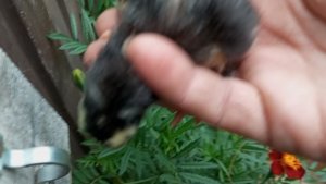 Цыплят дождалась, а выгул ещё не готов. Погода подкачала