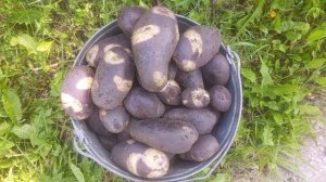 Сорт картофеля Улыбка Ночи. 2025 год. Красивая, крупная!